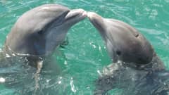 Love knows no species: Even dolphins celebrate International Kissing Day with a playful smooch