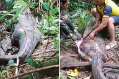 Python swallows woman, child missing after suspected croc attack 
