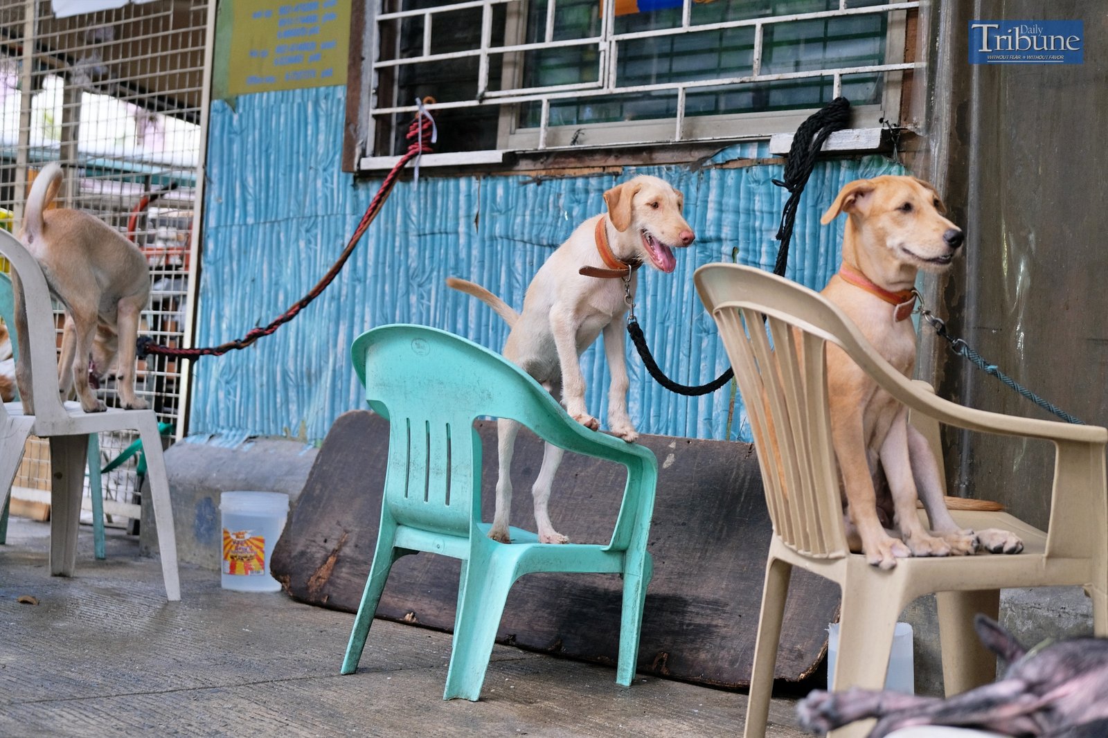TRIBUNE-dogs