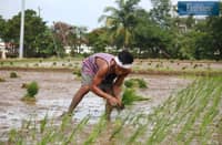 TRIBUNE-farming