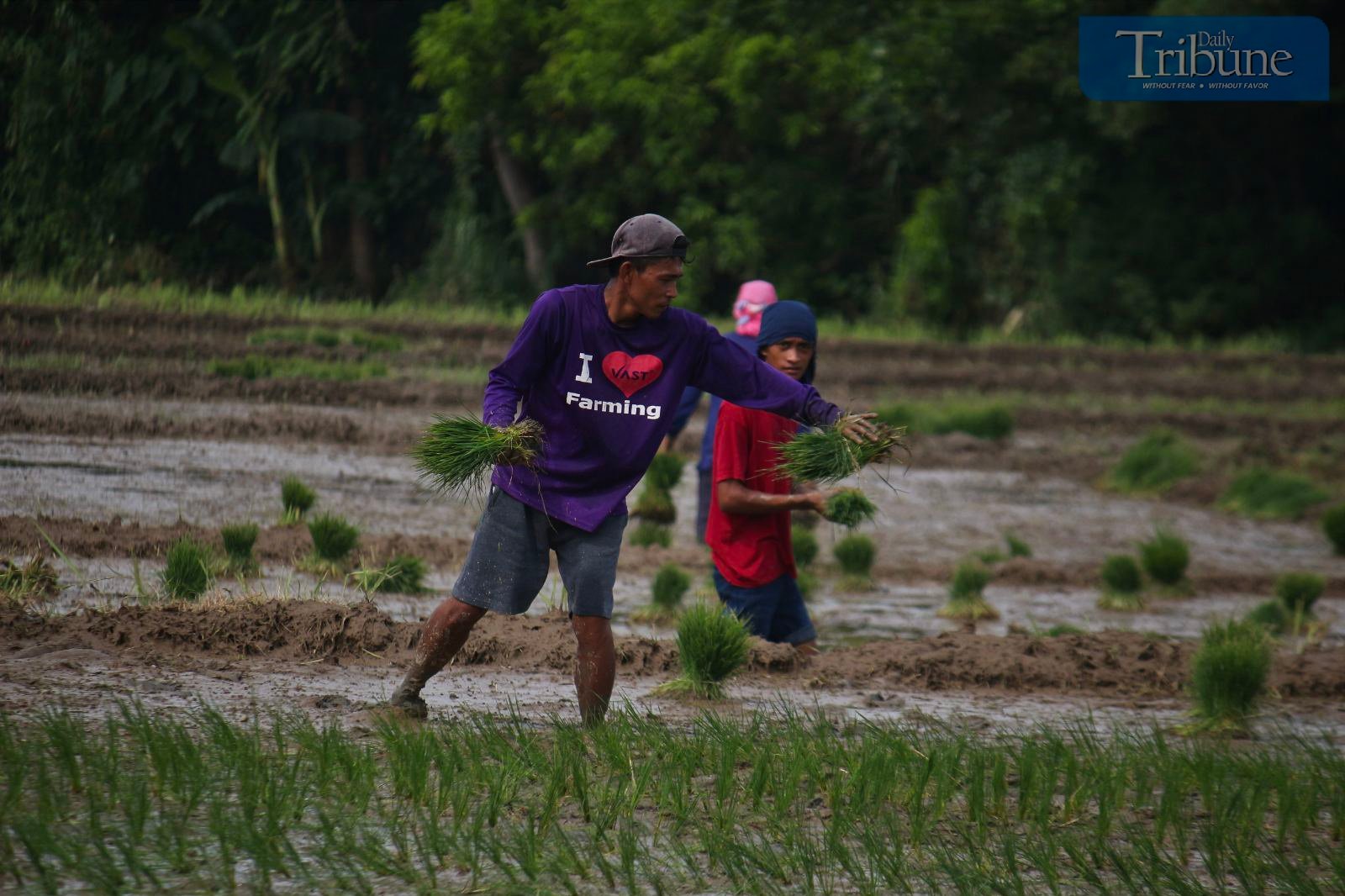 Storms push farm damage to P1.12B