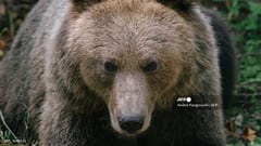 Bear attacks tourist in northern Italy