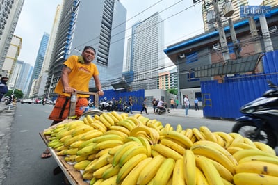 TRIBUNE-Bananas
