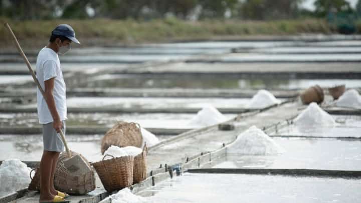 salt farming