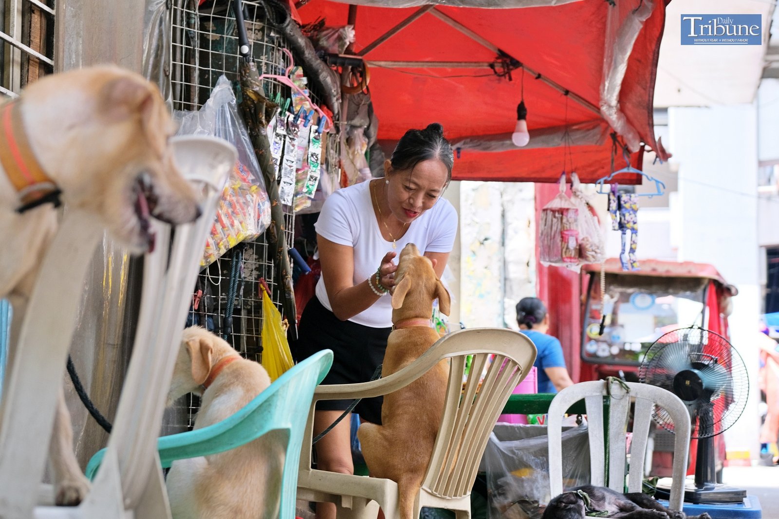TRIBUNE-dogs