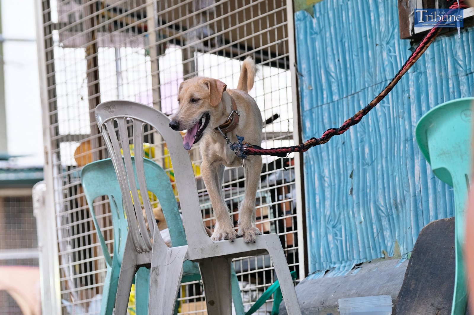 TRIBUNE-dogs