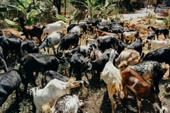 NDA says not involved in importing goats amid Q fever cases