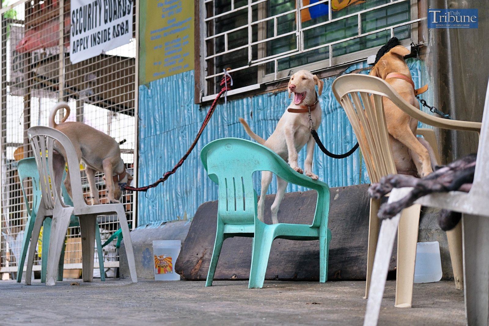 TRIBUNE-dogs