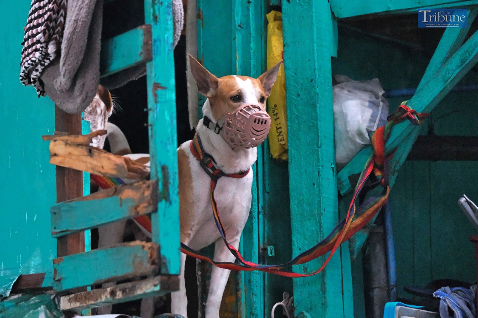 TRIBUNE-dog