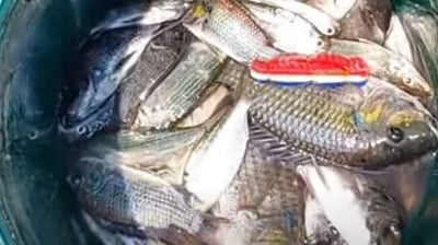 fish