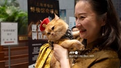 Night at the mewseum: Ancient Egypt exhibition welcomes cats