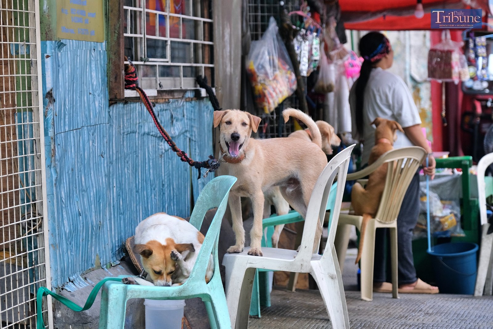 TRIBUNE-dogs