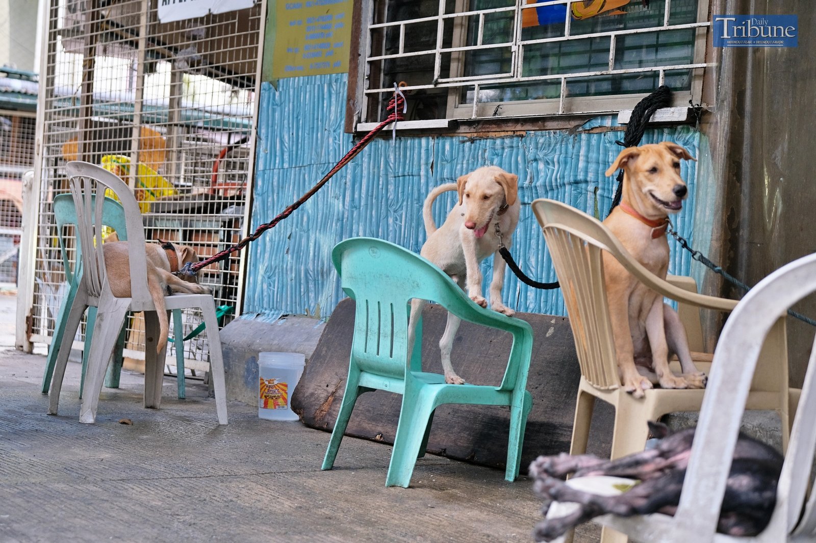 TRIBUNE-dogs