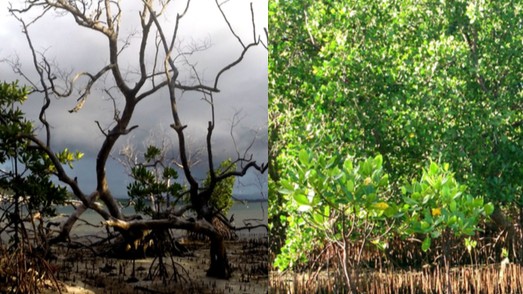 EV media adopts mangrove reforestation 
