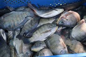 SAAD program yields 227 kilos of tilapia 