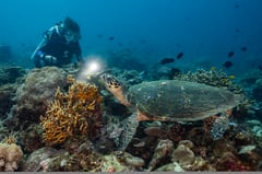 Verde Island as World Heritage site
pushed