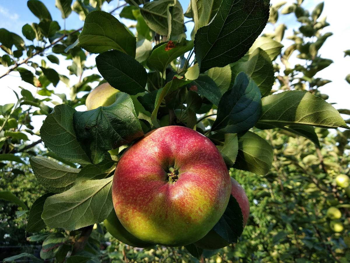 Apple.