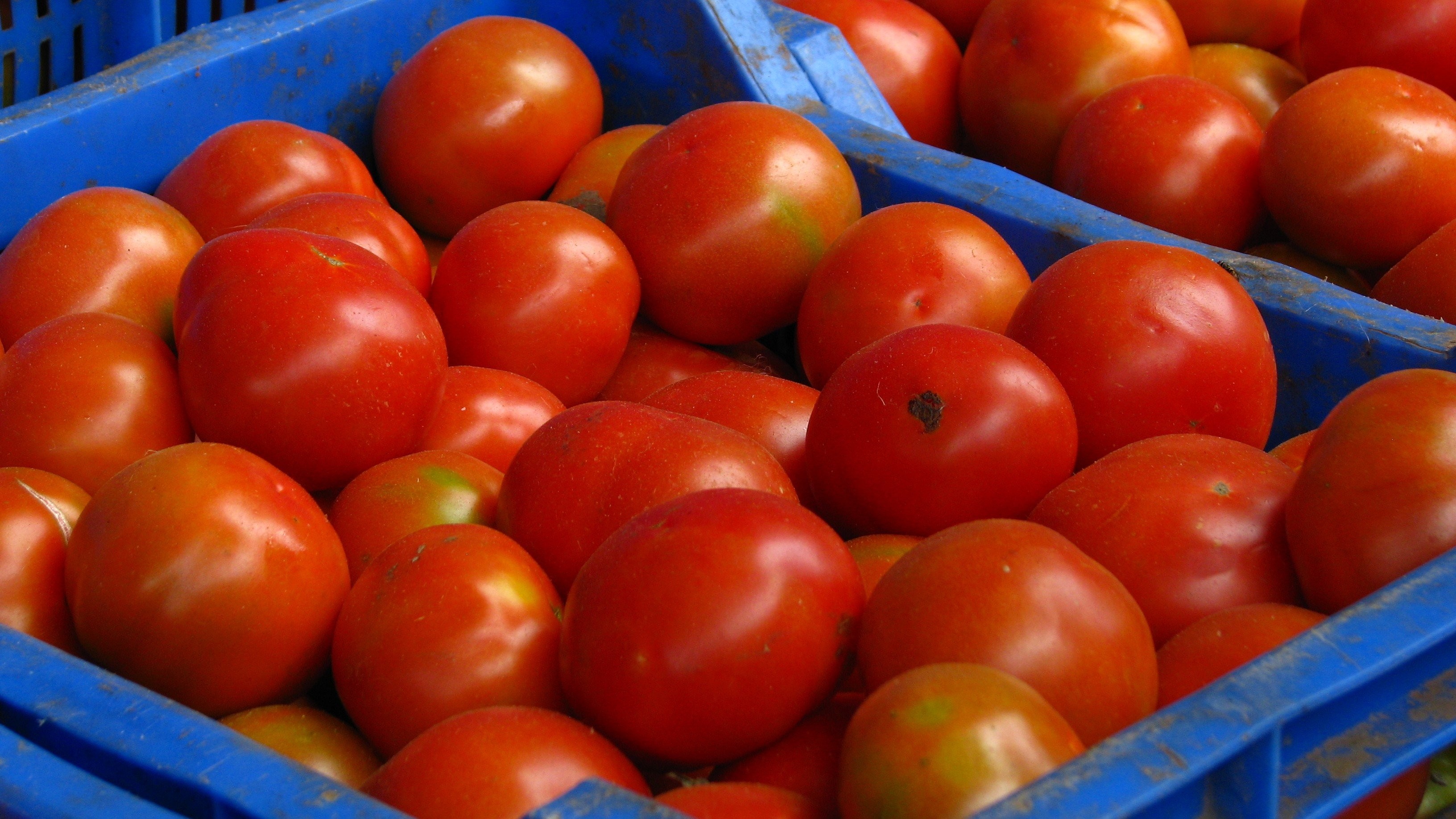 Tomato prices to decrease this week