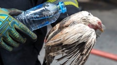 No bird flu outbreak in Tarlac — BAI
