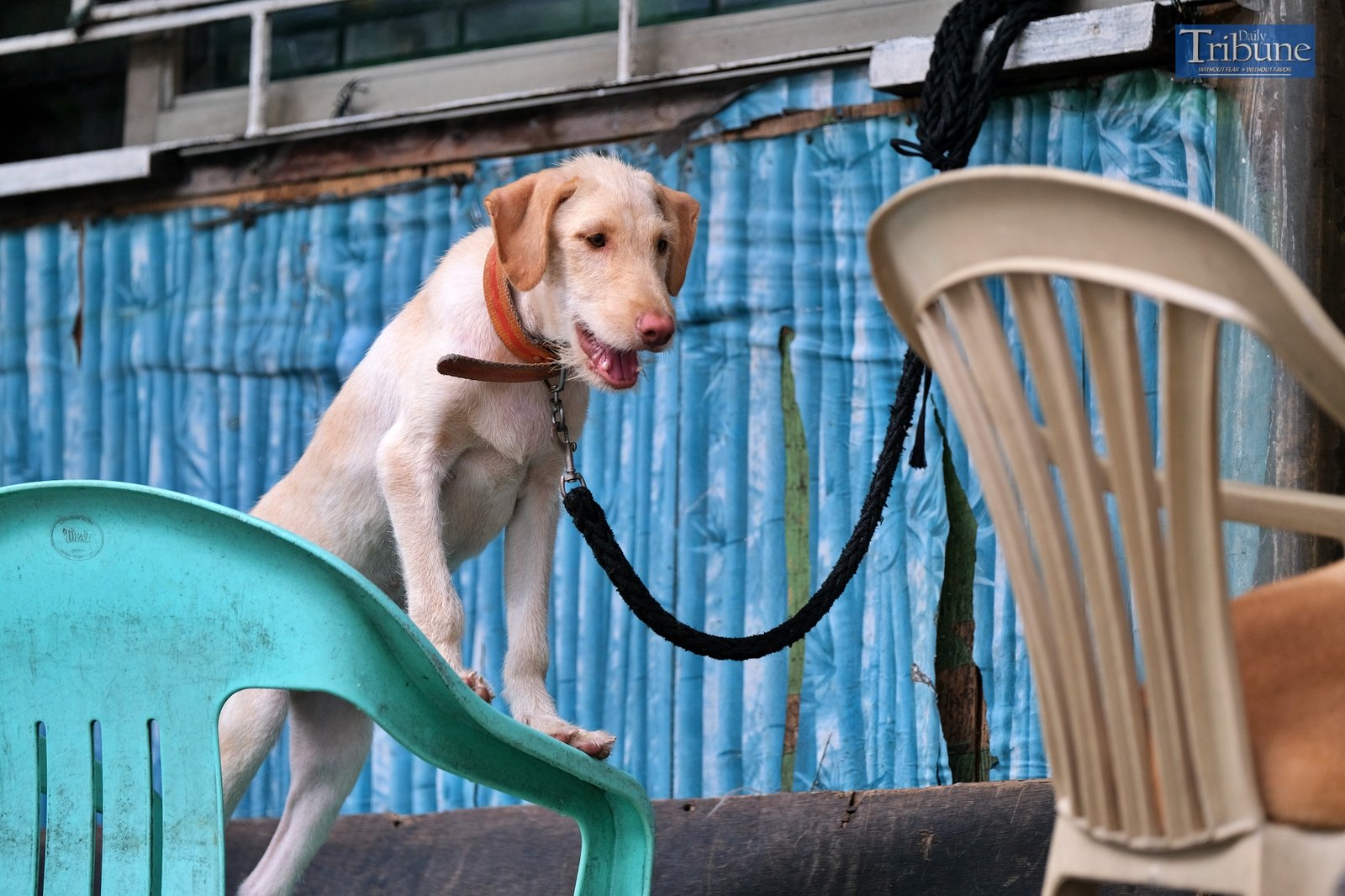 TRIBUNE-dog