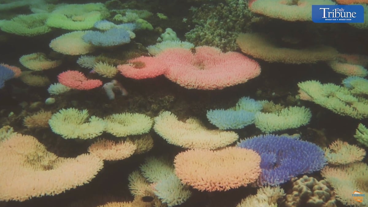 Guardians of the Deep: Palawan's Marine Sanctuaries Combat Climate Change