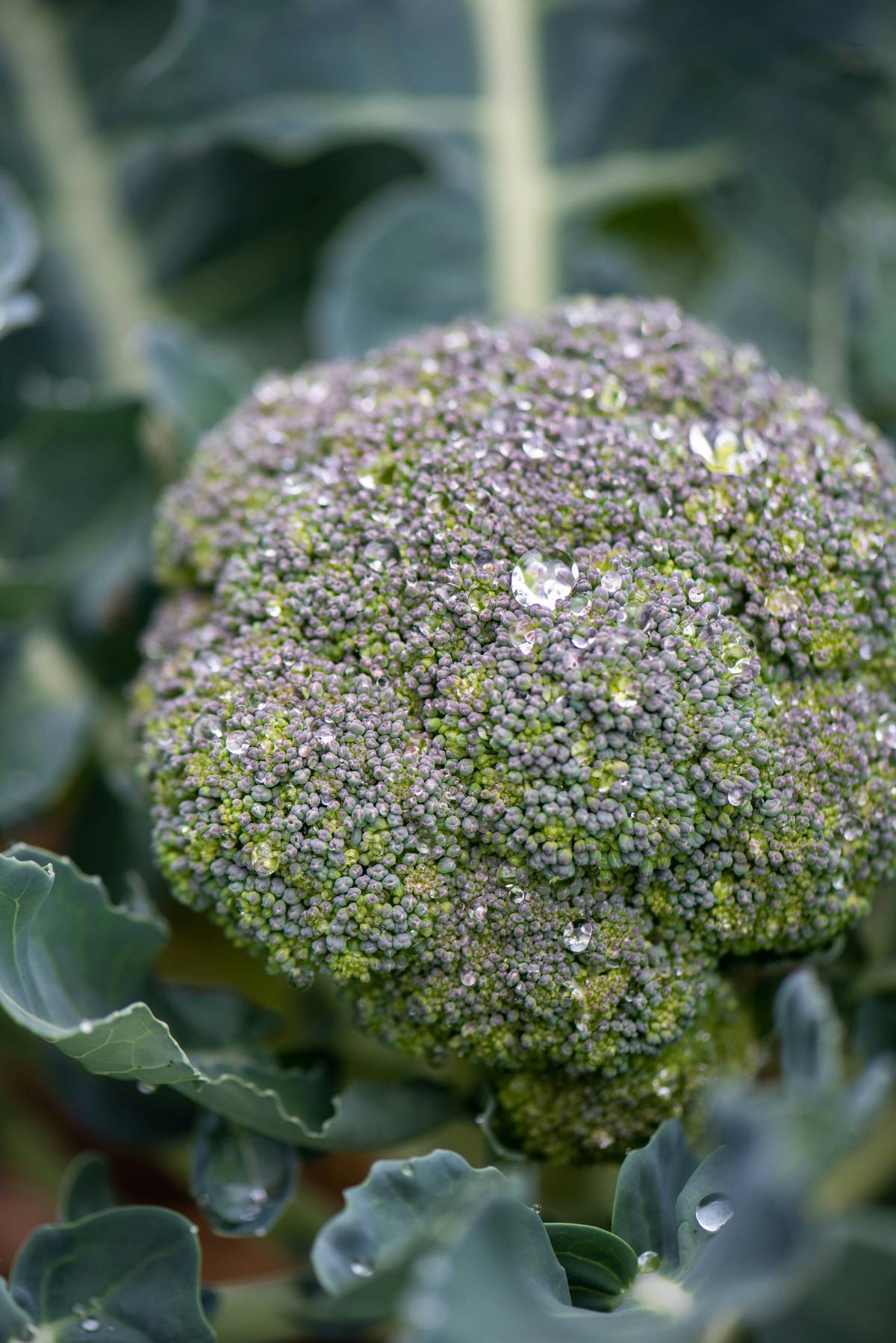 BROCOLLI is packed with essential vitamins and minerals.