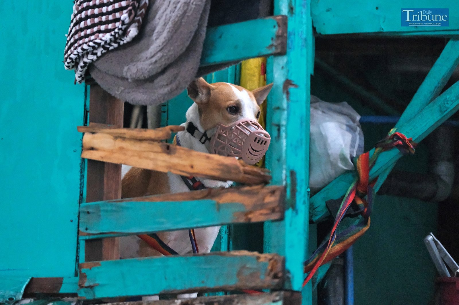 TRIBUNE-dog