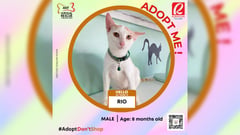 CELEBRATE INT’L CAT DAY WITH FREE SERVICES, PET ADOPTIONS AT MEOW-MANIA