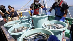 Agri-fisheries output down 3.3% in Q2 2024
