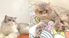 ‘Purr-fect’ books to read this Int’l Cat Day