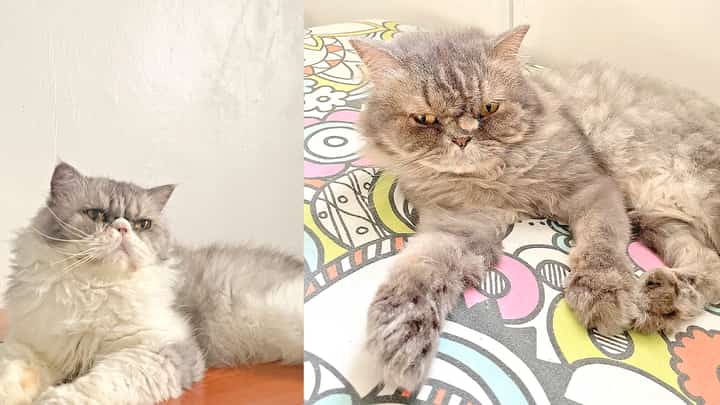 Cats got my heart