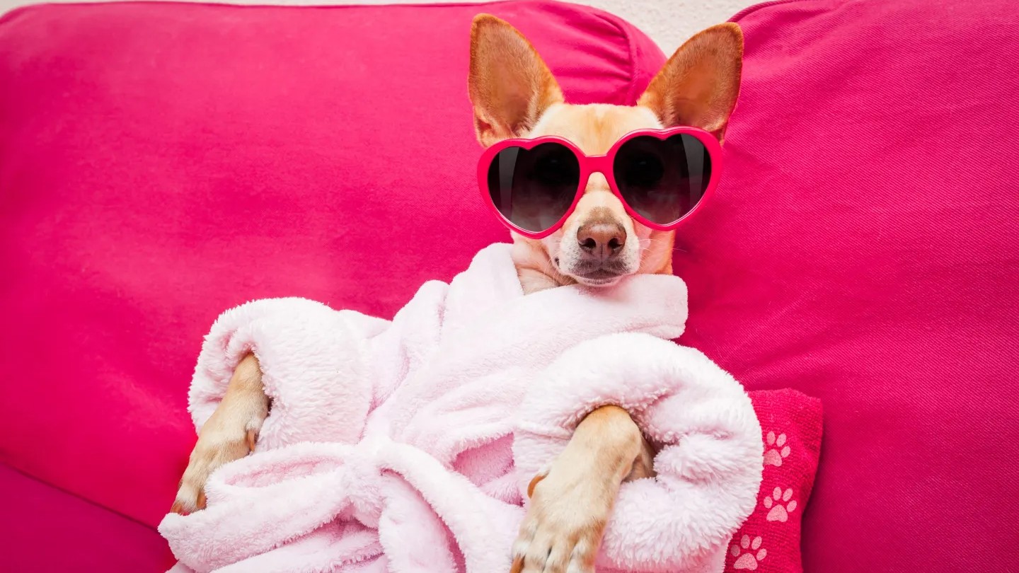 Dolce & Gabbana's latest luxury item: A $100 perfume for your pooch
