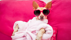Dolce & Gabbana's latest luxury item: A $100 perfume for your pooch