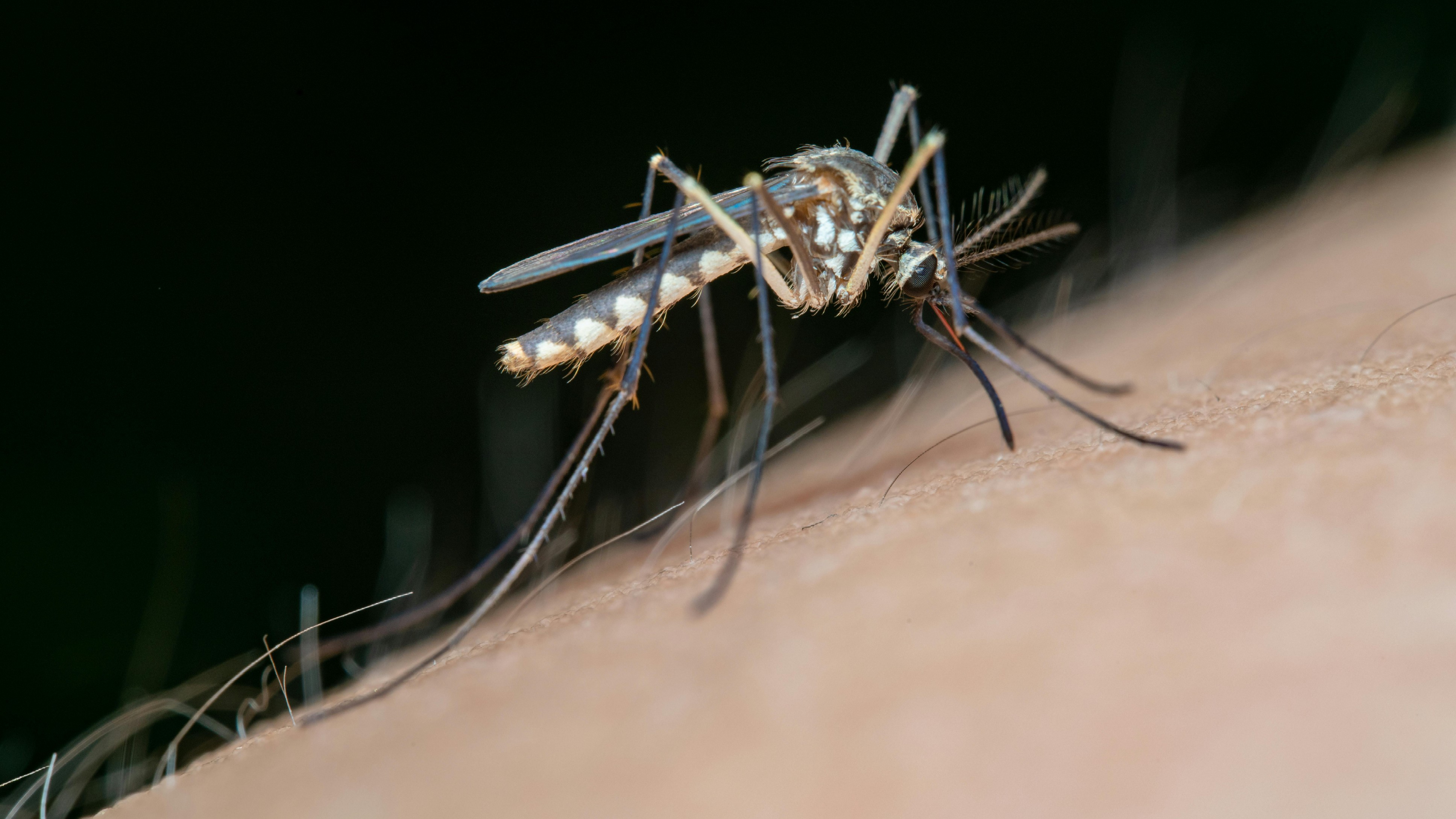 Dengue outbreak declaration seen