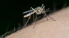 CdO dengue cases up