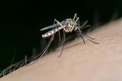 Dengue cases up 68%, says DoH