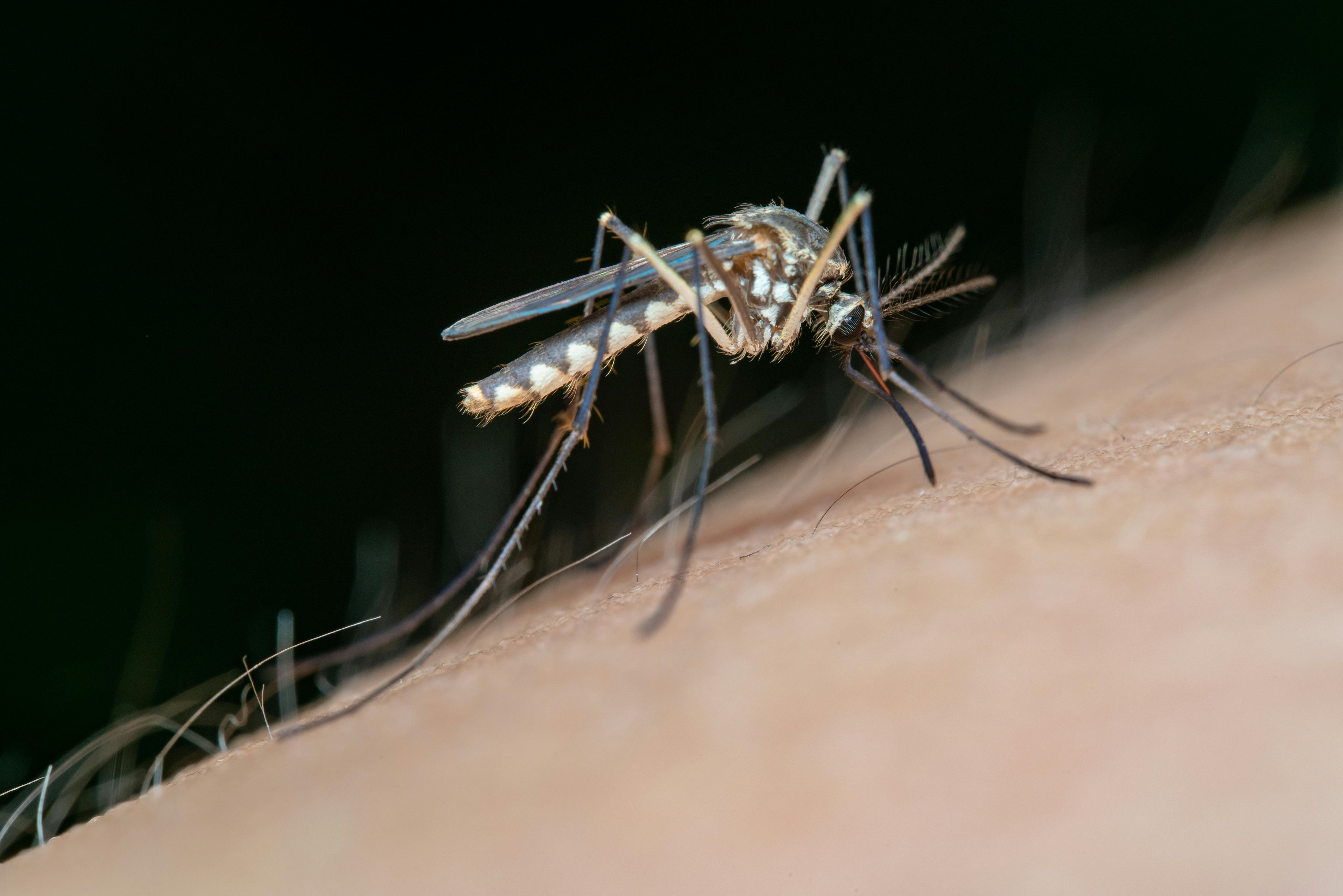  QC reports 648 dengue cases, four deaths
