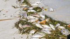 Red tide invades 2 Pangasinan towns
