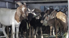 Goats, sheep to be imported to boost local herd