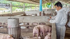 Livestock checks up vs hog illness