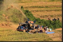 Gov’t urged: Reduce rice production costs through palm oil biofuels