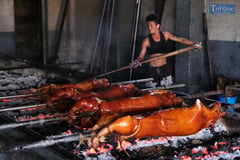 NO SWINE FEVER IN LA LOMA