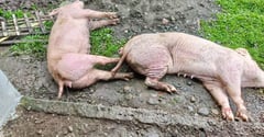 Hog industry lost billions due to ASF — farmers’ group