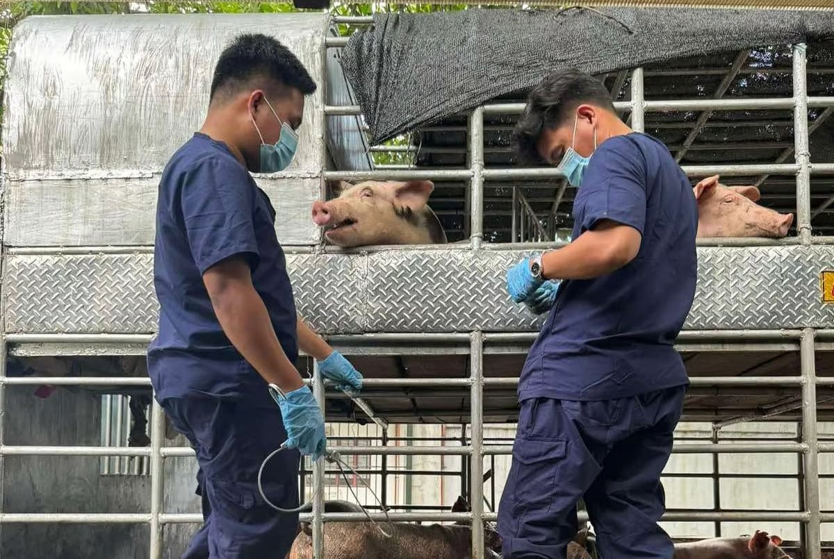 Hogs intercepted anew at QC checkpoints for fake permits
