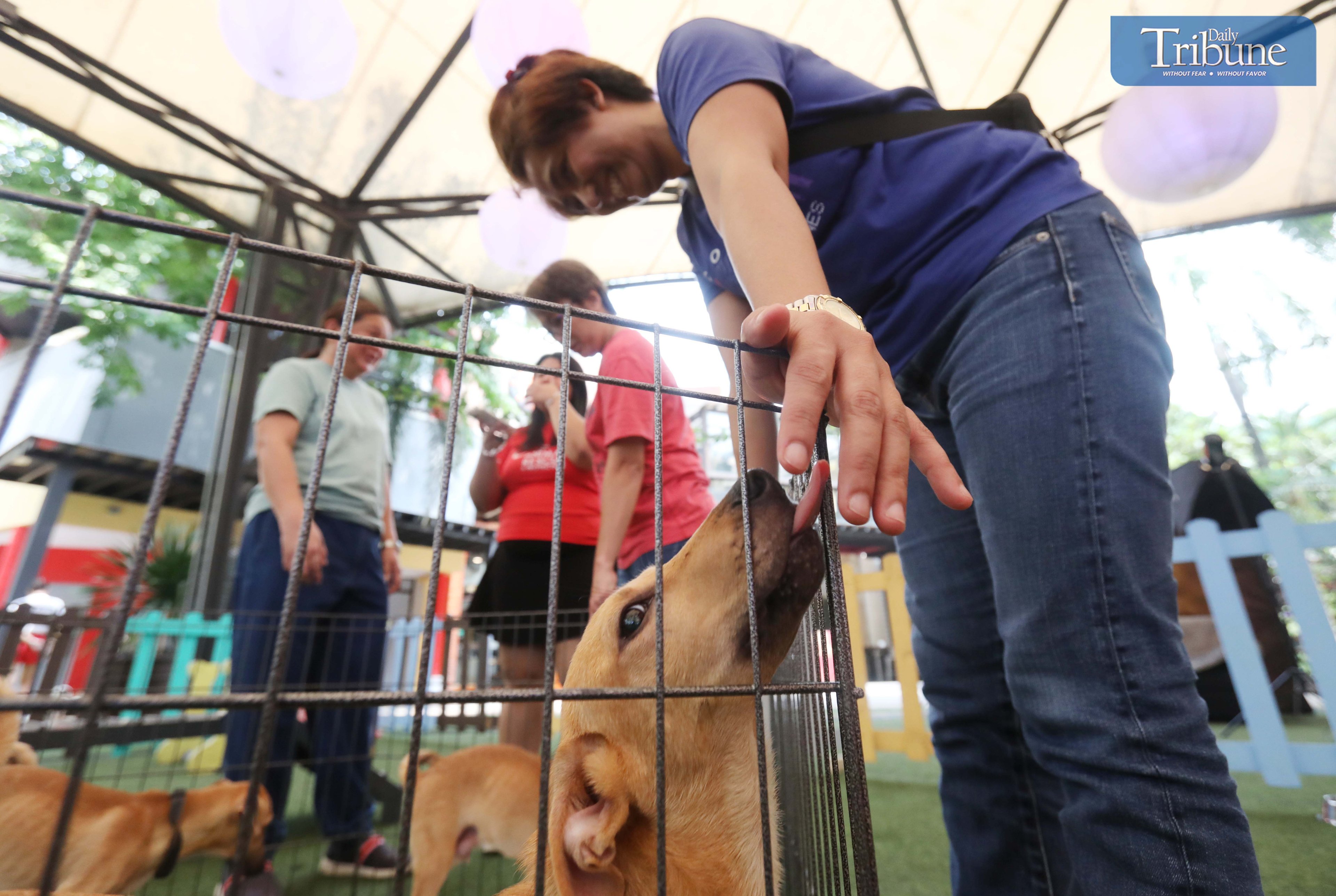 This friendly dog is among those saved from slaughterhouses in Luzon's northern provinces.