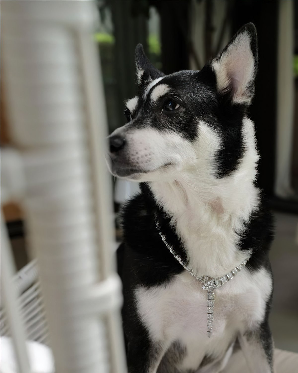 PANDA, Heart Evangelista’s dog, seen wearing a Bulgari necklace.