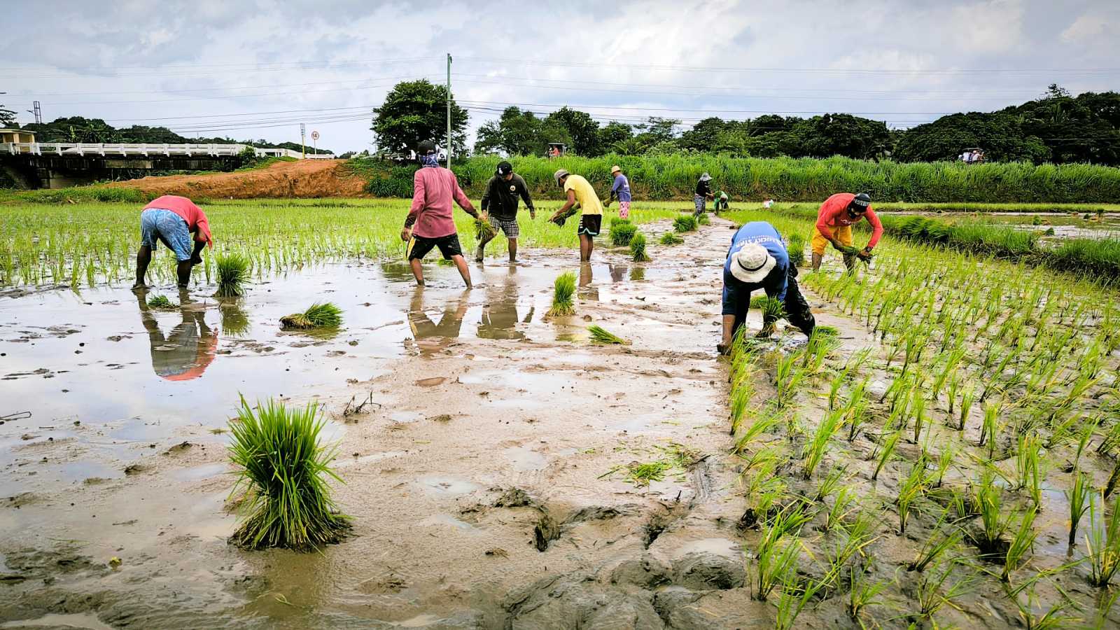 CV rice farmers receive cash aid