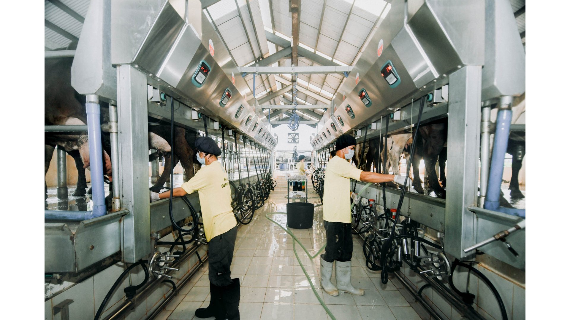 Metro Pacific agri unit eyes dairy coup 