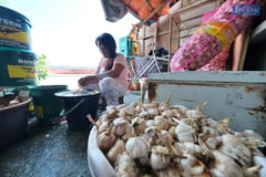 DA mulls MSRP on garlic prices