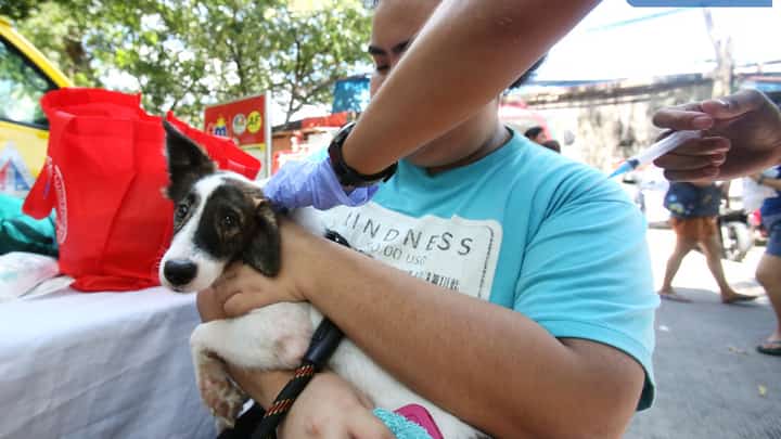 (FILE PHOTO) A veterinarian administers a rabies vaccine to a pet dog on Thursday, 22 August, 2024, at the Brgy. Matandang Balara covered court in Quezon City, part of the Quezon City Caravan Series.